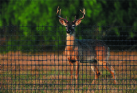 LARGE MESH DEER NET  4'  x 165'