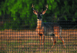 LARGE MESH DEER NET  4'  x 165'