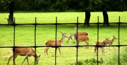 Deer Exclusion Net