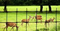 Deer Exclusion Net